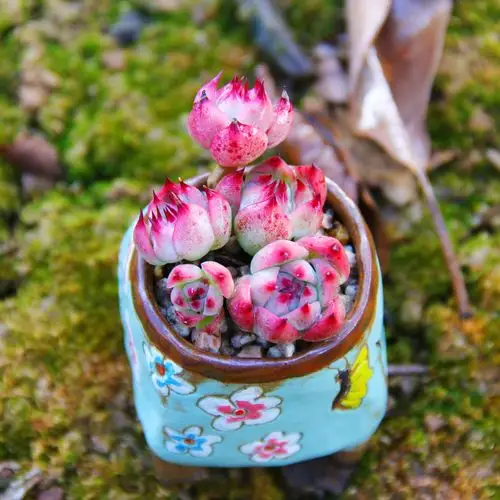 水蜜桃多肉有着通透动人的粉色调,整体表现娇羞可爱