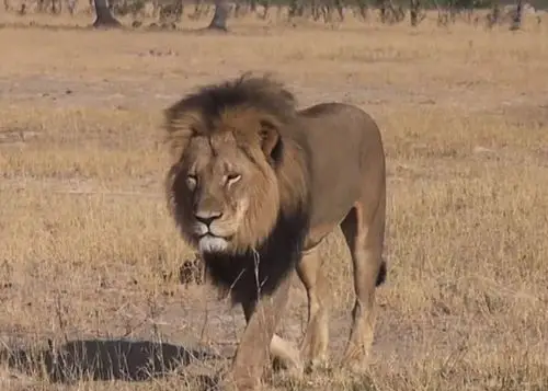 美国牙医残酷杀死津巴布韦万基国家公园明星狮子塞西尔cecil