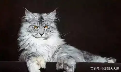 每日一猫:捕鼠劳模--缅因猫