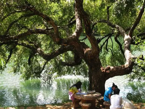 大树底下好乘凉