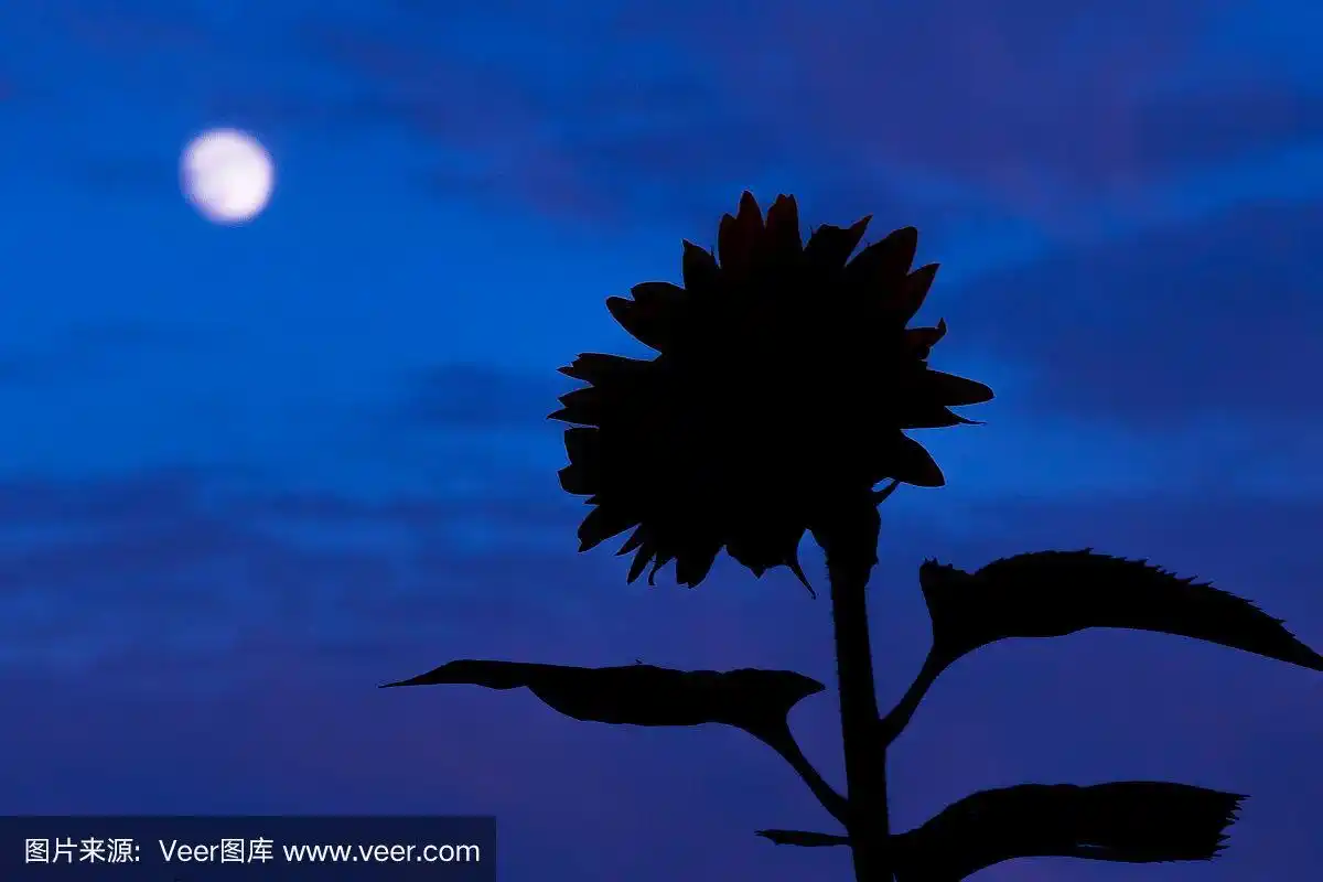 向日葵在晚上