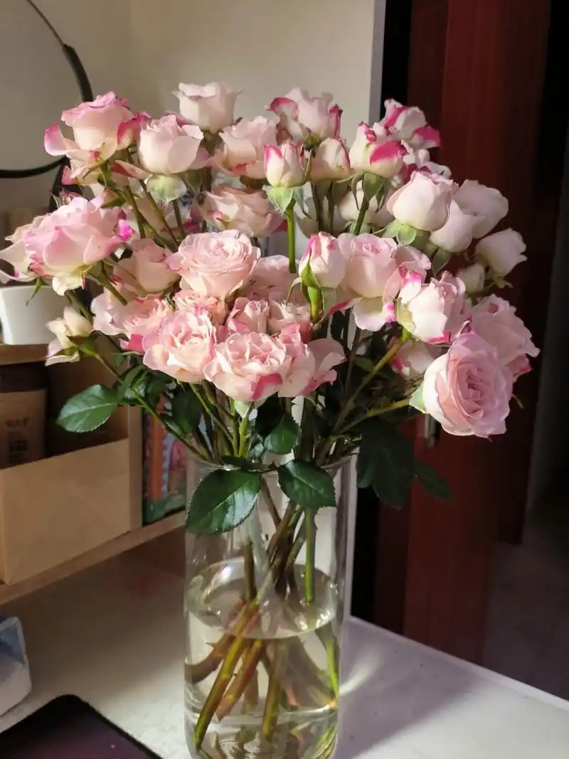 月季品种安利——折射(多头玫瑰) 折射真的好美啊～ 图1想插成半球形