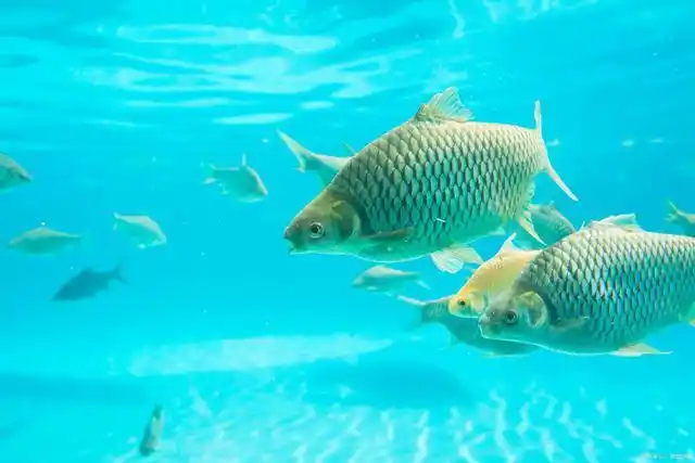 鱼是怎么在水里游泳的