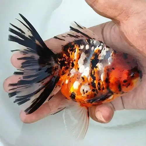 花狮花国狮子头金鱼兰寿国狮泰狮蝶尾龙睛珍珠鎏金水泡好活耐养