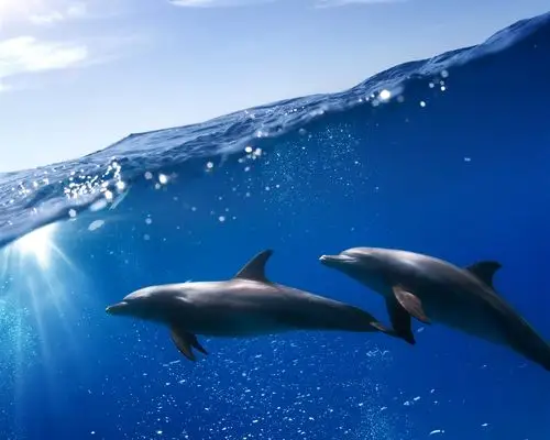 水下两只海豚蓝色的大海