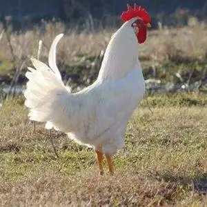 纯白鸡种蛋受精蛋纯白土鸡白毛鸡三白鸡白公鸡肉鸡可孵化5枚包邮