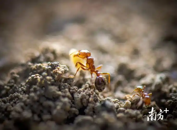 江门持续推进红火蚁防控建立专业化统防统治队伍