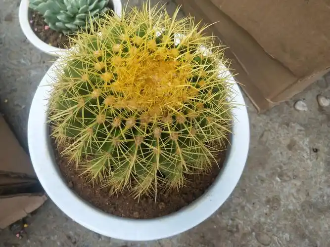 仙人球#肉质植物植物锐利的刺有刺的草本植物陶泽祥图库观赏#种植盆栽