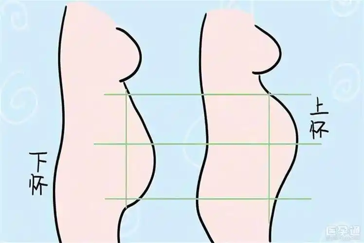 上怀和下怀的肚型图分享3大区别判断准确无误