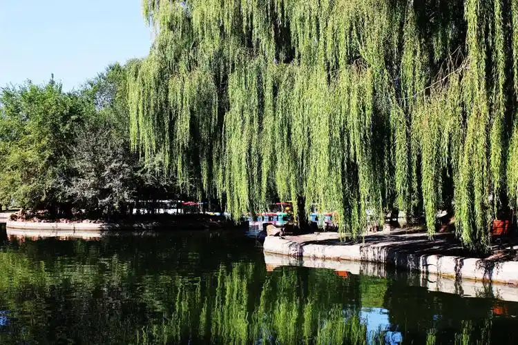 内蒙古赤峰植物园春色