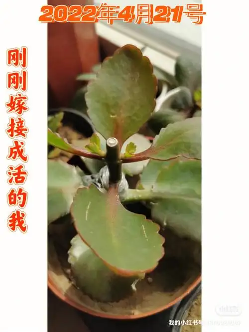 嫁接给不死鸟的长寿花开花啦不用掐尖