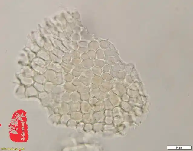 石榴皮表皮细胞