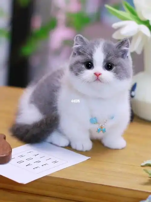 蓝白矮脚猫曼基康短腿猫杭州猫舍乖乖崽