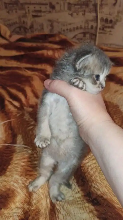 你知道这些都是哪些品种的猫咪幼崽吗评论区留言