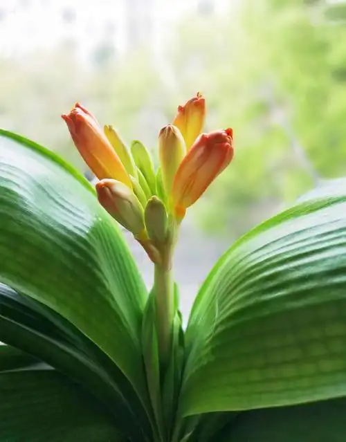 君子兰花苞透出红色了,有点小小的激动.(家中)