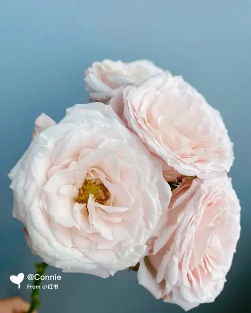 bombastic浮夸肯尼亚多头玫瑰