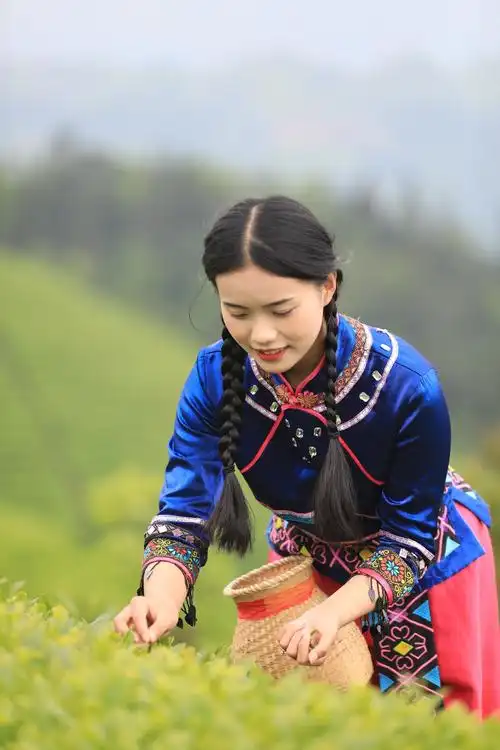 木耳山上的采茶女鹤峰县第四届茶商大会花絮