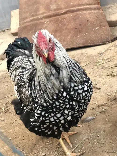 [种鸡批发]怀特鸡 羽毛黑白花 体重能长到六斤左右 种蛋 鸡苗都有价格