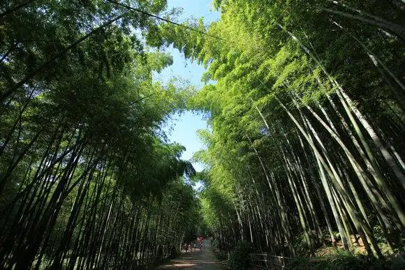 2017中国长宁蜀南竹海"国美酒业杯" 全国热气球锦标赛开赛在即