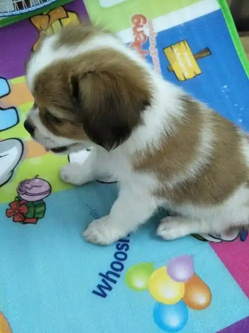 买了一只狗狗,个人感觉像蝴蝶犬串串,求大神帮忙看下是什么品种.