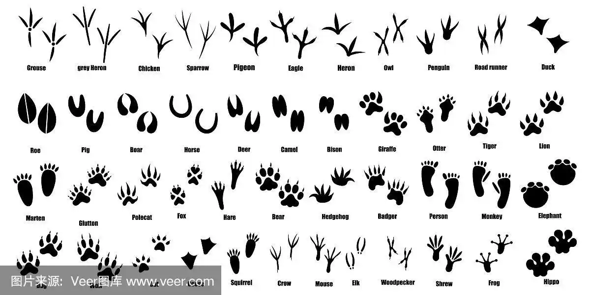 设置动物和鸟类的踪迹收集