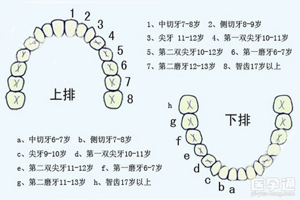 了解到孩子先长出哪颗牙齿,乳牙有没有脱落,密切留意儿童换牙情况