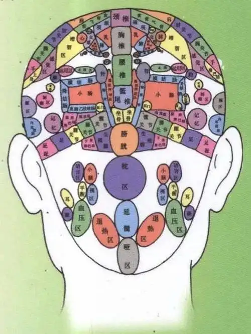 人体各部位全息图(五脏六腑反射区)