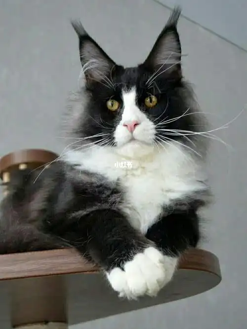稀有有的黑加白缅因猫