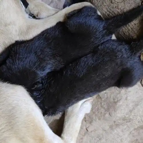 拉布拉多杂交土狗图片