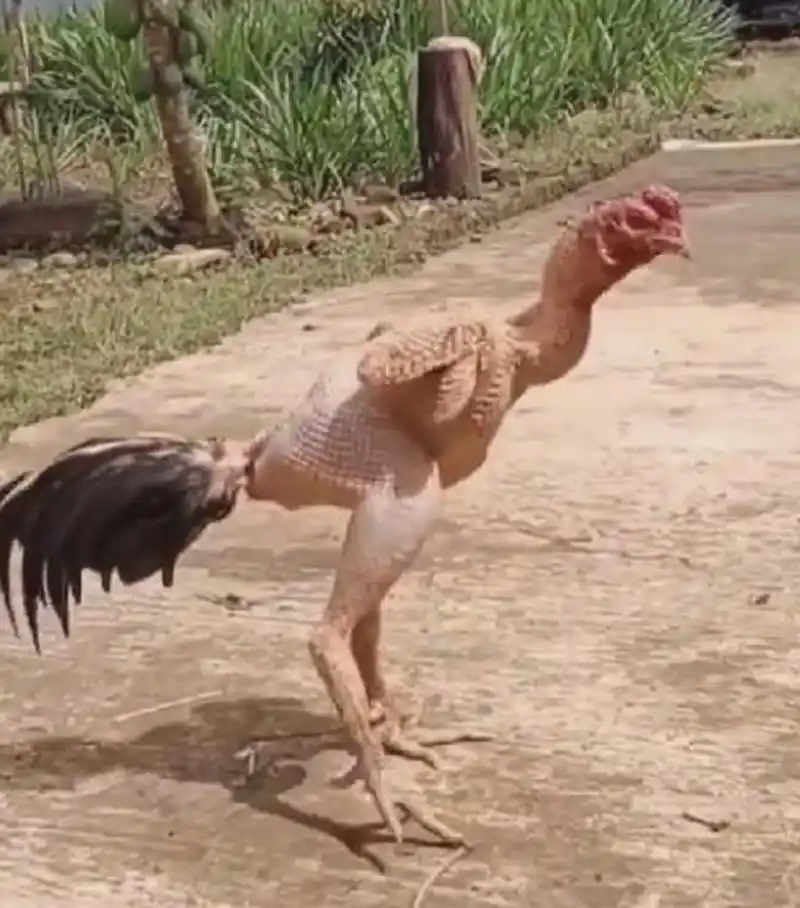 偶遇了一只全身被拔了毛的公鸡