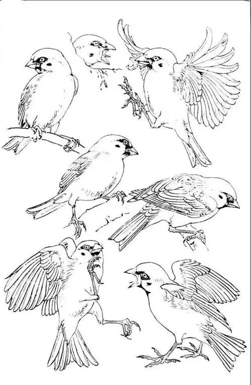 各种姿态的白描麻雀