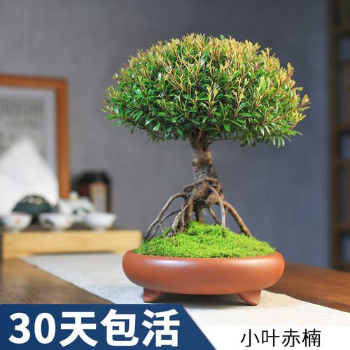 小叶赤楠矮霸造型提根老桩精品盆栽盆景绿植好养四季常绿客厅礼品