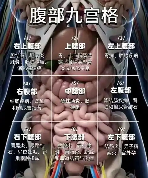 腹部九宫格