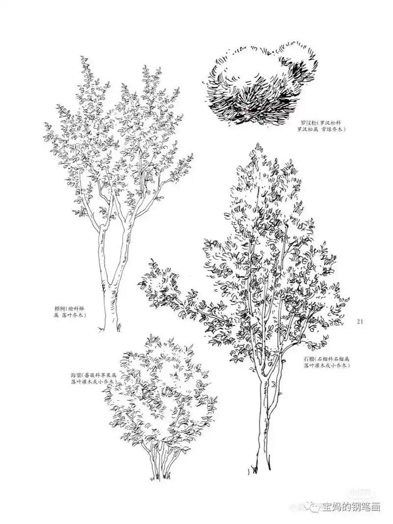 【课外作业】在家里练习速写的同学 谁能认认真真画一棵树给我看 - 抖