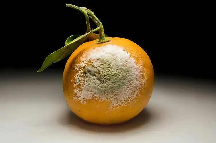 发霉的柑橘,大概1:4的微距,拍了十几张堆栈 - 像素无限 - 图虫