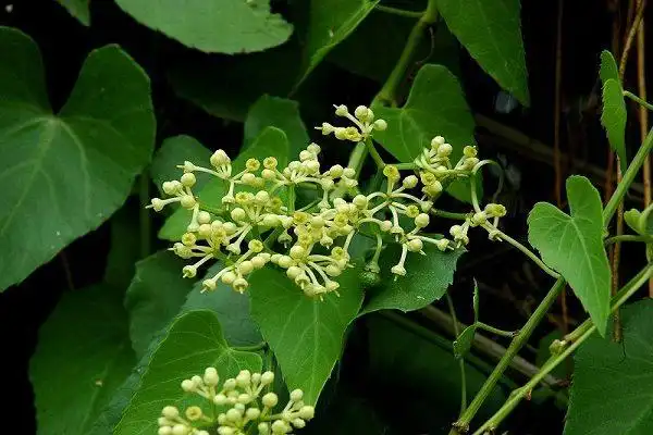 锦屏藤叶片背部有黑点怎么办?这样就不会有了!