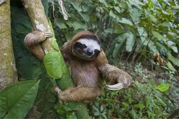 世界上速度最慢的动物树懒在树上生活