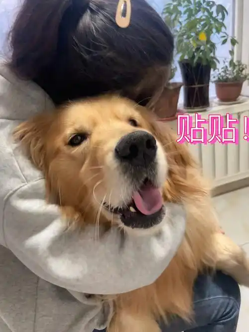 金毛和柴犬的区别