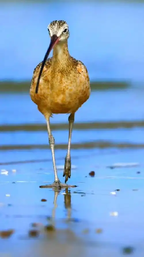 长嘴杓鹬,一种极其珍贵的涉禽.