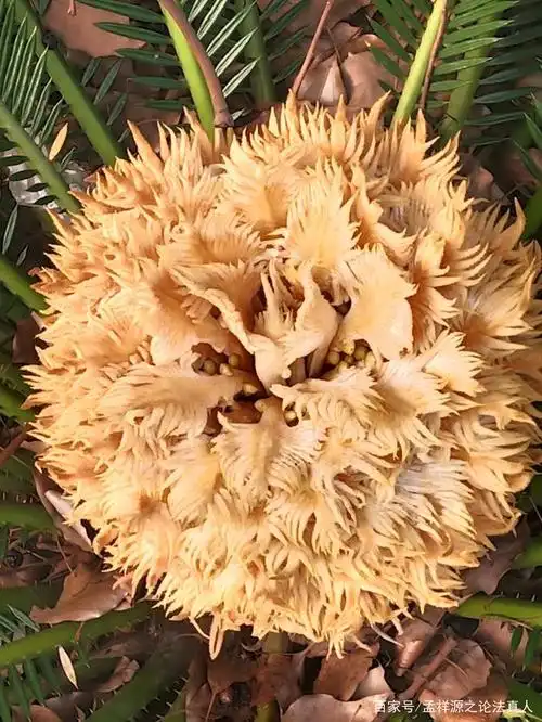 铁树开花,见到了三四年两次开花的!