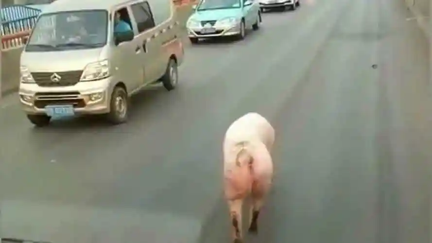 猪走着六亲不认的步伐悠闲的溜达着