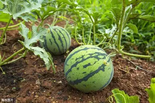 一般来说,瓜农家知道西瓜蔓的方法.
