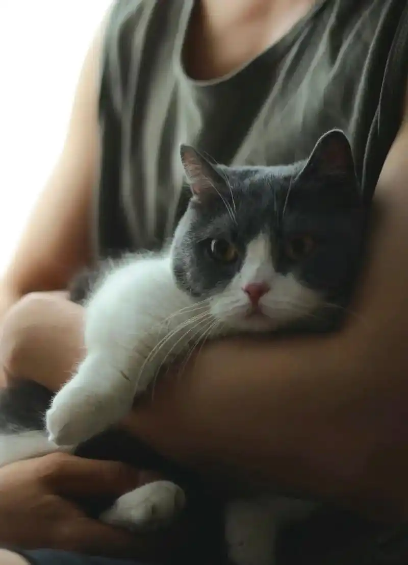 肖战,顺顺利利. #肖战#猫咪 #坚果 - 抖音