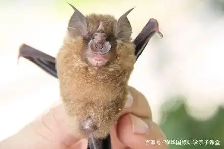 野生动物科普知识