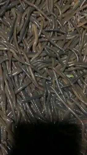 3-27大量上门收购青蚯蚓,电联:15968318764小林子937嘉兴范围内上门