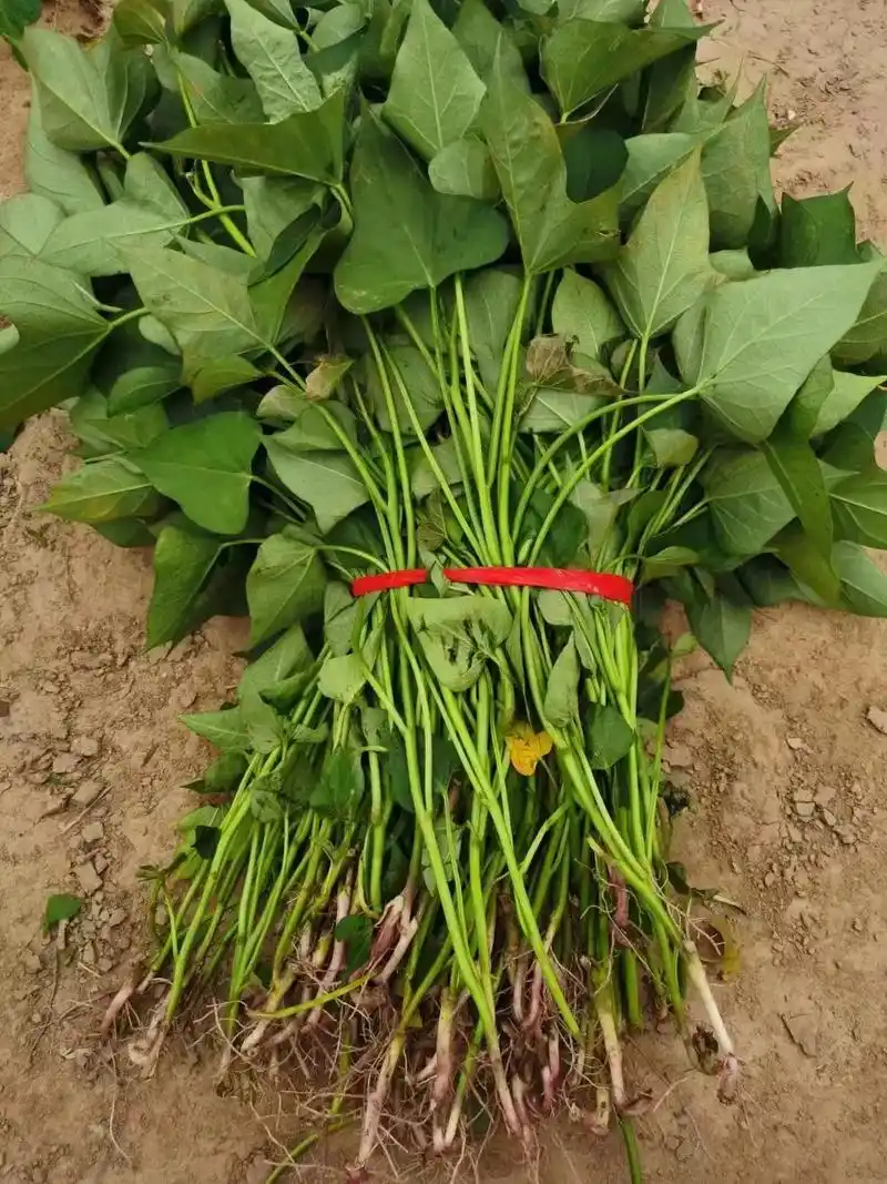 许昌市红薯苗培育基地,原种脱毒红薯苗地瓜苗番薯秧苗,主要品种 - 抖