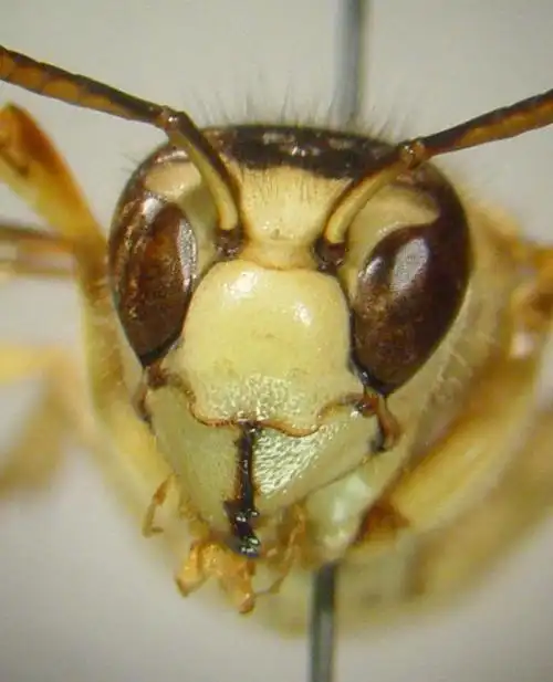 p>黑盾胡蜂(学名: i>vespa bicolor /i>)是胡蜂科,胡蜂属动物.