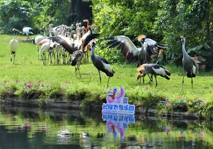 广州长隆飞鸟乐园新闻发布会《百鸟飞歌》专场表演实况~~2018年9月26