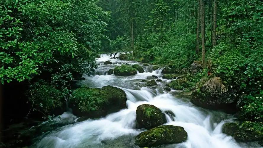 和谐森林河流沿岸风景壁纸