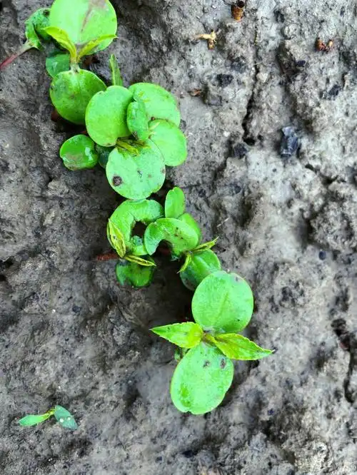 都出来了   感觉每次见凤仙花小时候的记忆都被唤醒#凤仙花